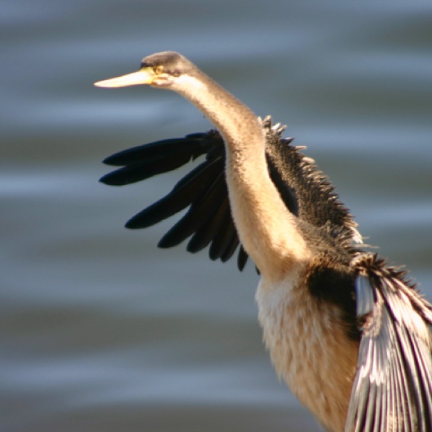 Australasian Darter